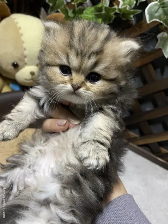 ID：2112-00051の子猫