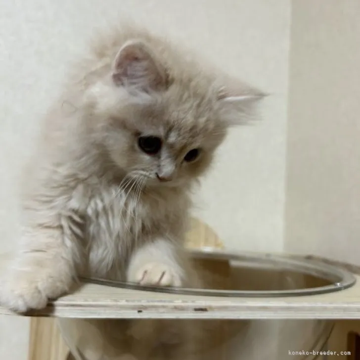 ID:2304-01477の子猫