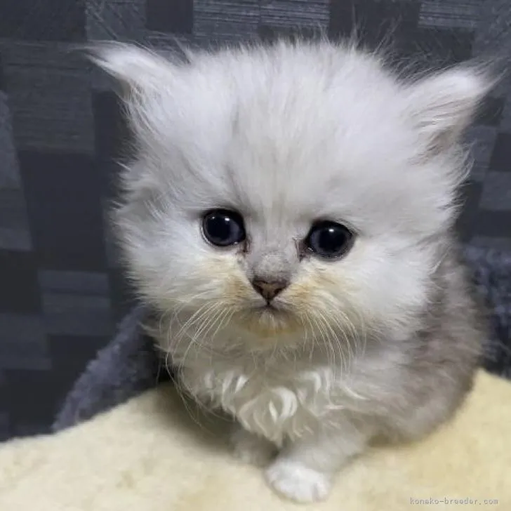 H.K 様のお迎えした子猫