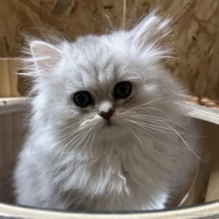 K.M 様のお迎えした子猫