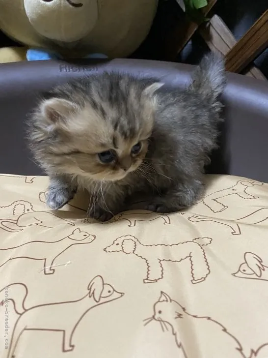 ID：2112-00049の子猫
