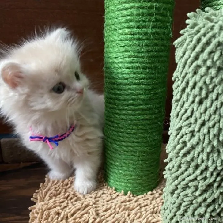 Y.Ｉ 様のお迎えした子猫