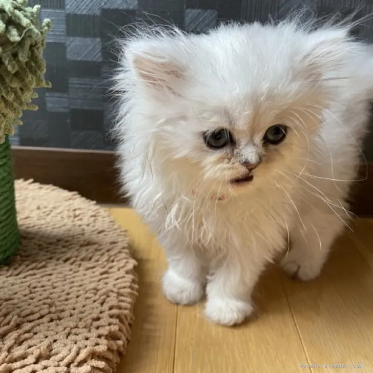 ID:2304-00080の子猫