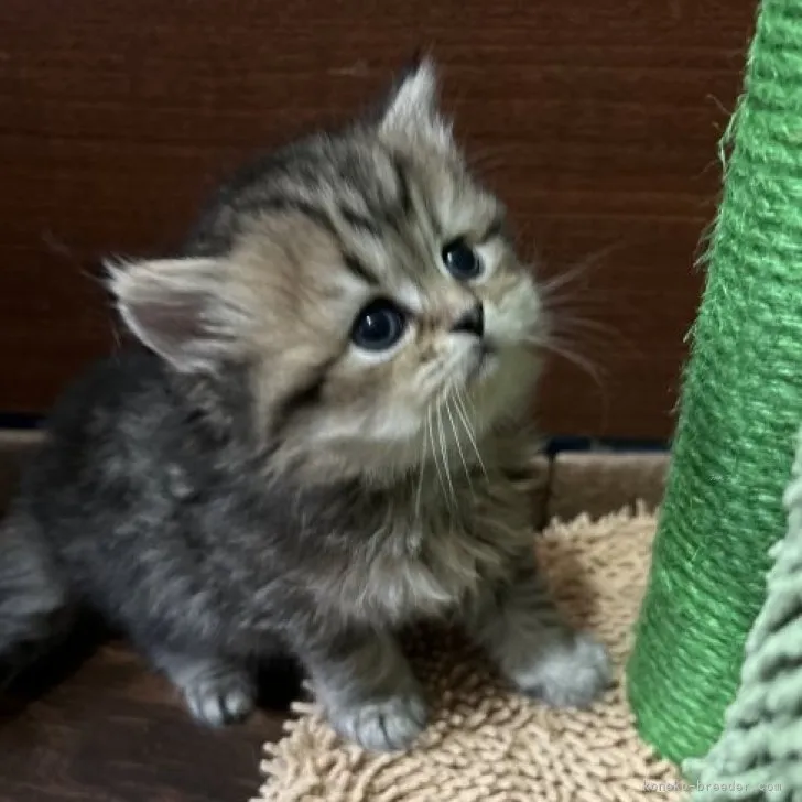 ID：2311-01001の子猫