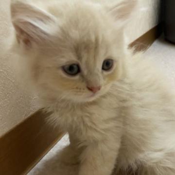 マンチカン(長足)【兵庫県・女の子・2022年7月10日・クリームタビー】の写真「両親PKDクリアのクリームの女の子。」