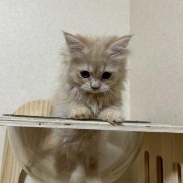マンチカン(短足)【兵庫県・女の子・2023年3月5日・クリームタビー】の写真「人気カラーのクリーム極短足ロングモフモフの女の子。」