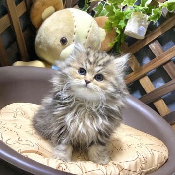 ペルシャ【兵庫県・男の子・2021年10月28日・ブラウンクラシックタビー】の写真「☆両親共PKDクリア☆ 超甘えん坊な男の子です♪」