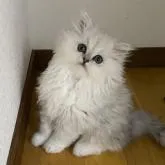 ペルシャ【兵庫県・男の子・2022年12月12日・チンチラシルバー】の写真1