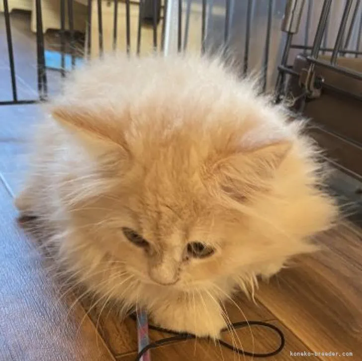 ID:2208-01425の子猫
