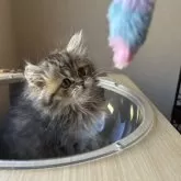 ミヌエット(長足)【兵庫県・女の子・2024年9月4日・シェーテッドゴールデン】の写真2