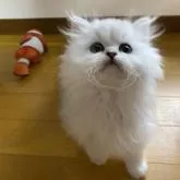 ペルシャ【兵庫県・男の子・2022年12月12日・チンチラシルバー】の写真3