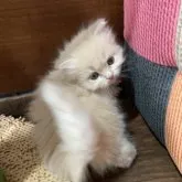 マンチカン(長足)【兵庫県・女の子・2023年3月5日・クリームタビー】の写真3