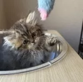 ミヌエット(長足)【兵庫県・女の子・2024年9月4日・シェーテッドゴールデン】の写真4