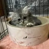 ミヌエット(長足)【兵庫県・男の子・2024年7月18日・ブルータビー】の写真5