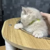 マンチカン(長足)【兵庫県・男の子・2024年10月25日・クリームタビー】の写真5