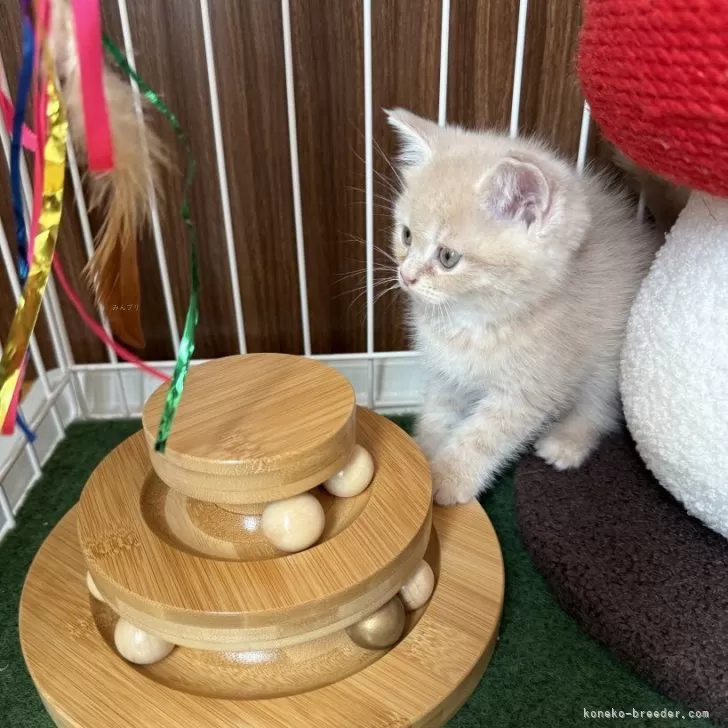 かわまる 様のお迎えした子猫