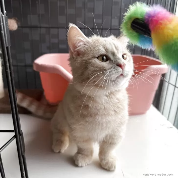 ID：2508-02441の子猫