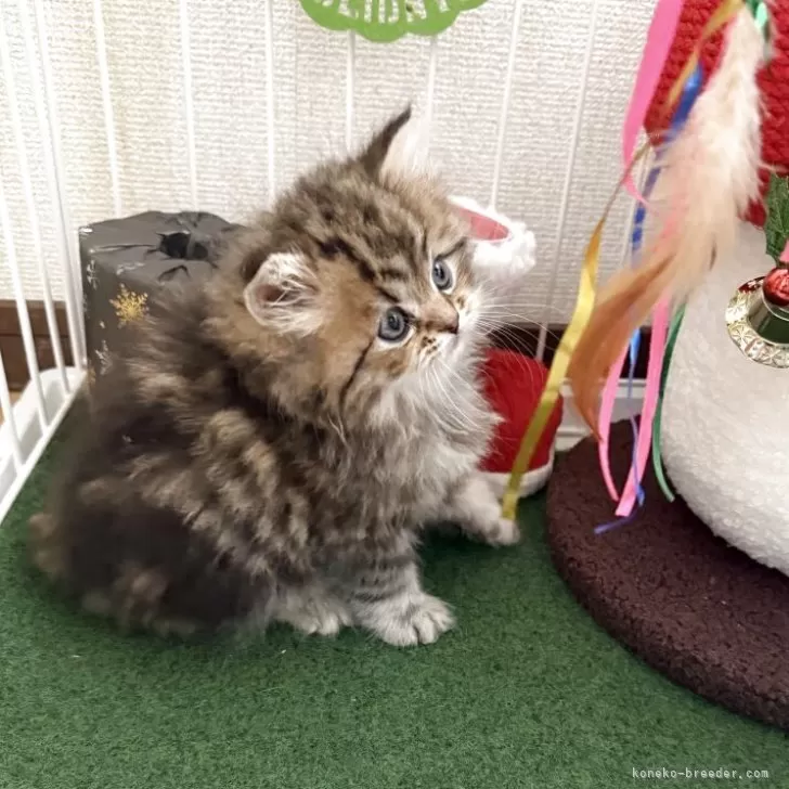 ミヌエット(長足)【兵庫県・男の子・2025年11月4日・シェーテッドゴールデン】の写真1