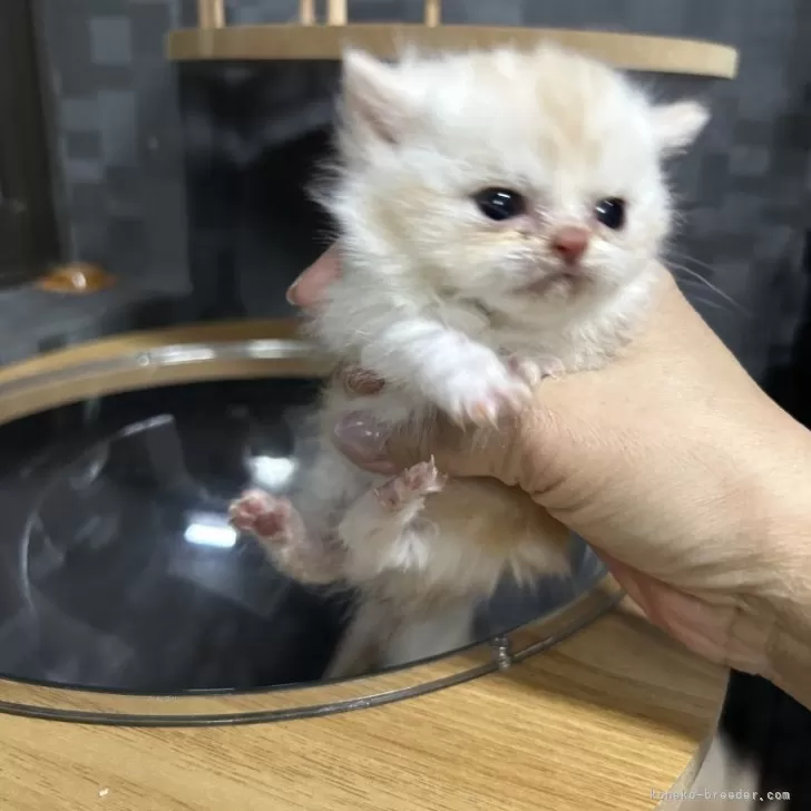 ID:2503-00161の子猫