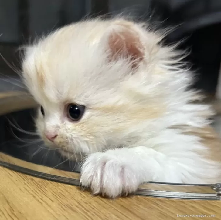 ID:2503-00150の子猫