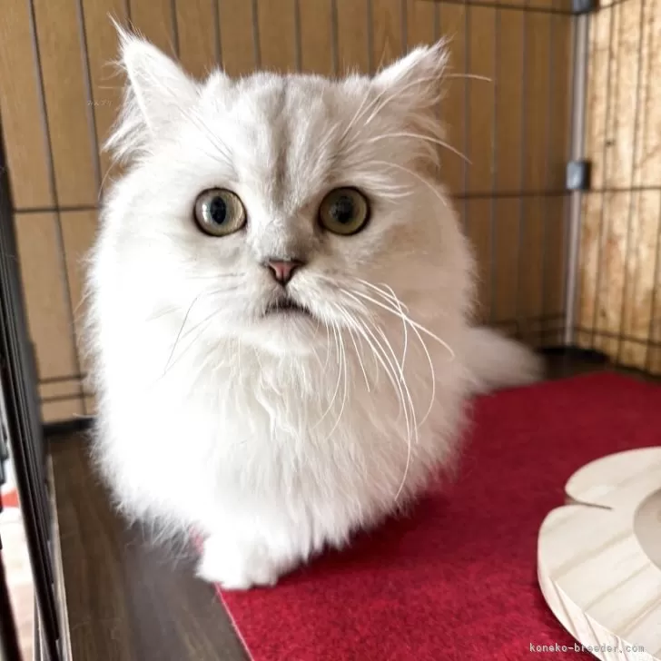 ID：2509-03173の子猫