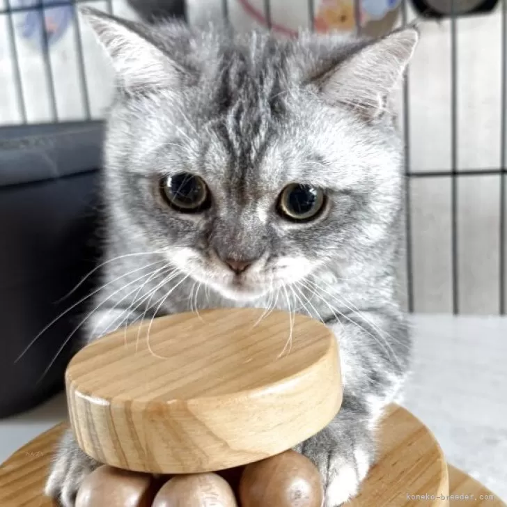 みぃ 様のお迎えした子猫