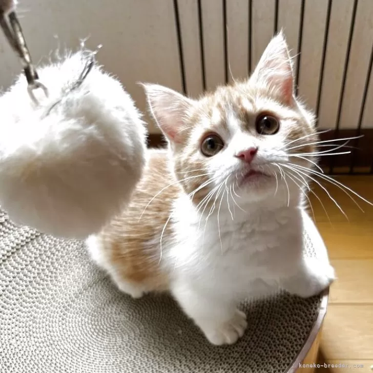 ID：2503-00149の子猫