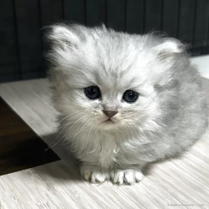 ID:2505-02028の子猫