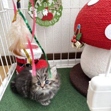 ミヌエット(短足)【兵庫県・女の子・2025年10月26日・シェーテッドゴールデン】の写真「極短足のまったりちゃん^_^」