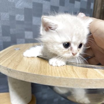 マンチカン(短足)【兵庫県・女の子・2025年7月13日・クリームタビー】の写真「小さな小さな可愛い子ちゃん^_^」