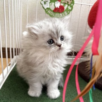 ミヌエット(長足)【兵庫県・男の子・2025年10月26日・ブルーシルバータビー】の写真「マルマルコロコロのイケメン君」