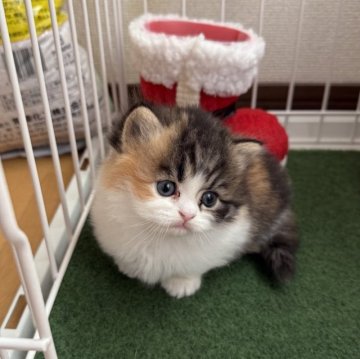 ミヌエット(短足)【兵庫県・女の子・2025年10月30日・キャリコ】の写真「綺麗なキャリコの短足可愛い子ちゃん^_^」