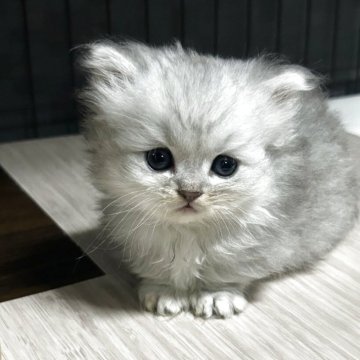 ミヌエット(短足)【兵庫県・男の子・2025年4月11日・ブルーシルバータビー】の写真「小さな極短足のイケメン君^_^」