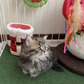 ミヌエット(短足)