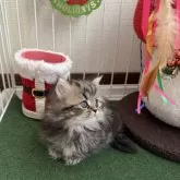 ミヌエット(短足)