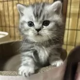 ミヌエット(短足)