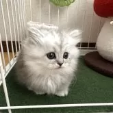 ミヌエット(短足)