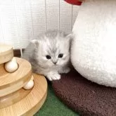 ミヌエット(長足)