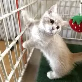 マンチカン(短足)