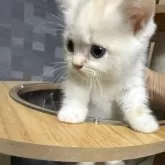 マンチカン(短足)
