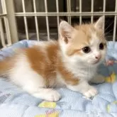 マンチカン(短足)