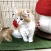 マンチカン(長足)