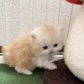 マンチカン(長足)