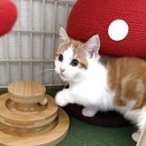 マンチカン(短足)