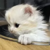 マンチカン(長足)【兵庫県・男の子・2025年1月28日・カメオ&ホワイト】の写真1