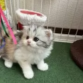 ミヌエット(長足)