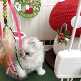 ミヌエット(長足)