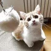 マンチカン(短足)【兵庫県・男の子・2025年1月28日・レッド&ホワイト】の写真1