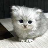 ミヌエット