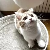 マンチカン(短足)【兵庫県・男の子・2025年1月28日・レッド&ホワイト】の写真2